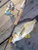 nice lil bream